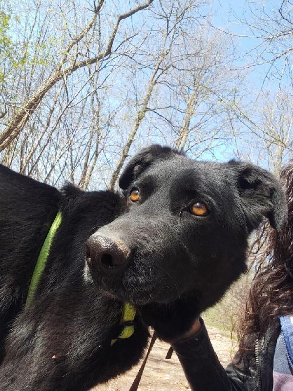 HOMER, cerca adozione con urgenza - Carbonate (CO) Foto 6